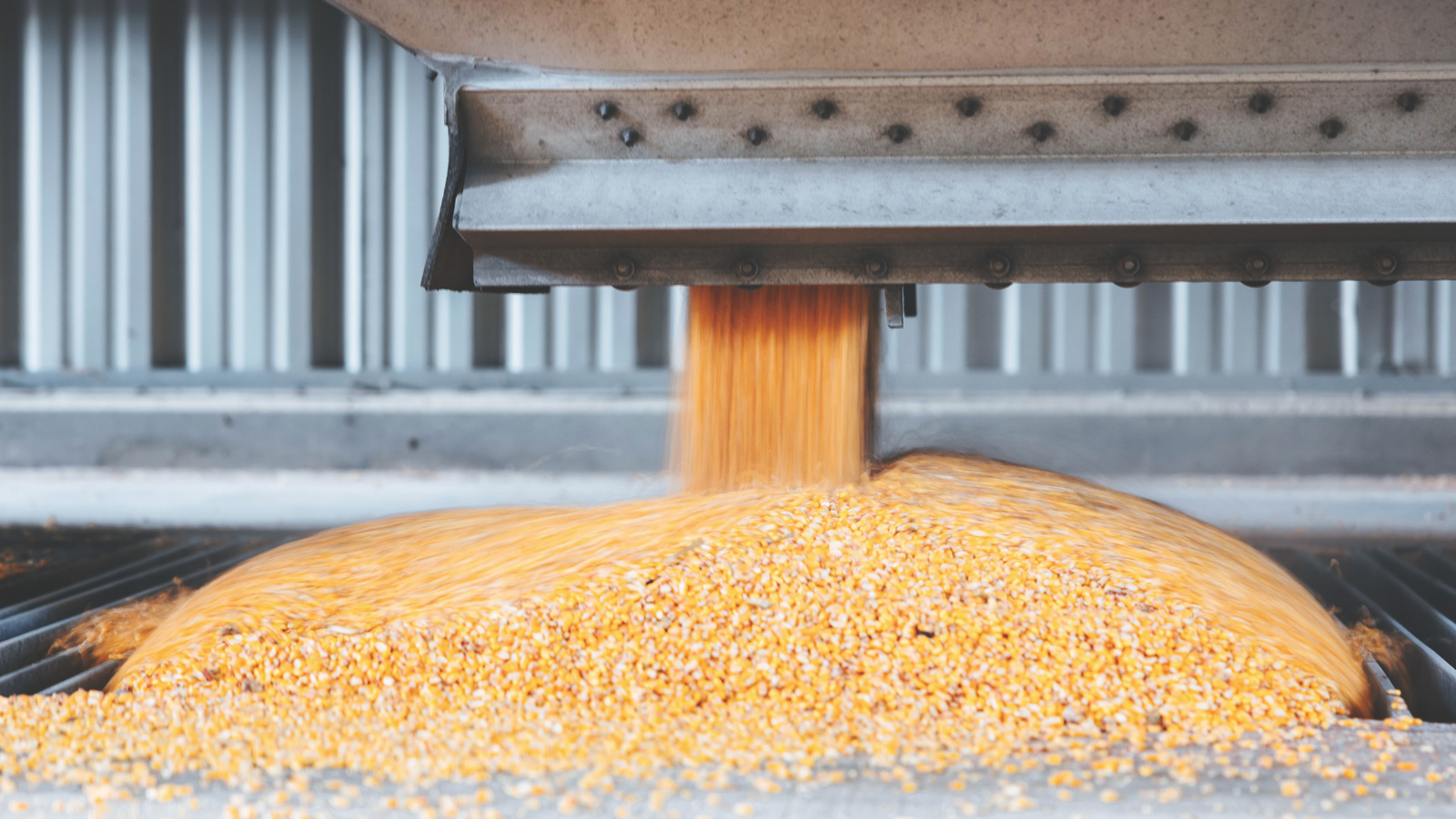 Corn kernels at a Green Plains facility
